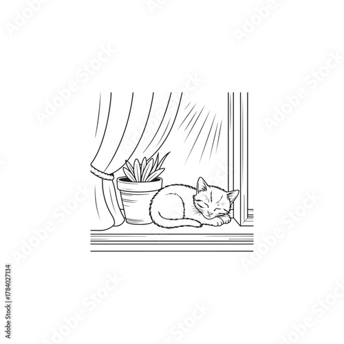 a curled up cat sleeping peacefully by a window silhouette