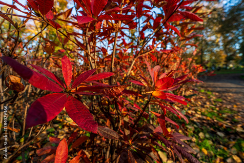 Vivid red autumn leaves illuminated by sunlight, with salmon pink buds which open with pinkish edges, showing rich colour and texture against a soft background of branches in an outdoor setting.