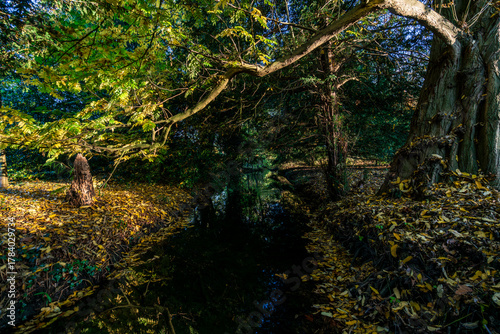 Peaceful autumn nature scene with a narrow creek winding through a public park, surrounded by trees and golden fallen leaves, bathed in soft afternoon sunlight and shadows.
