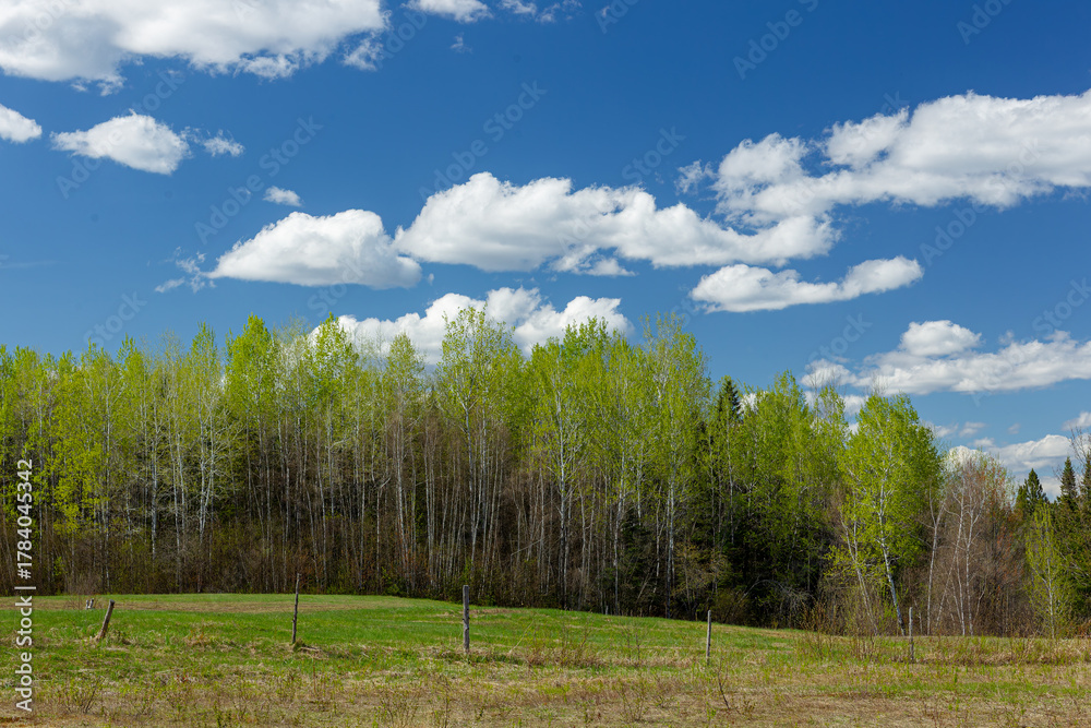 Obraz premium Meadows along a forest in the summer