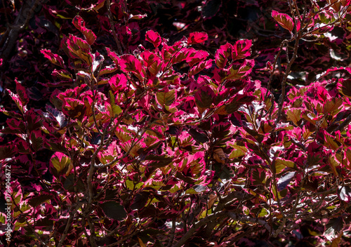 Close up view of a Tricolor European Beech Tree with its leaves illuminated by the sunlight showing their intricate pattern and color.