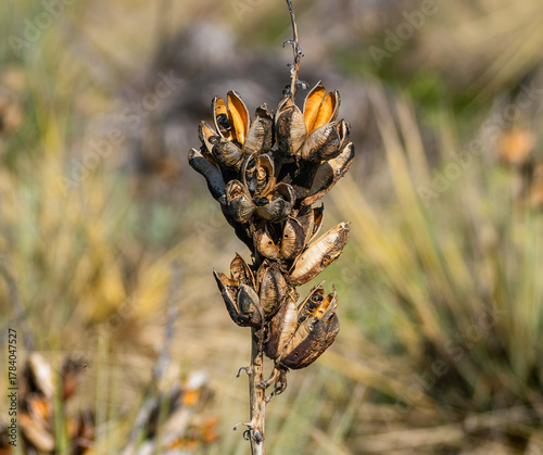 Close up of Yucca glauca seed pods filled with ripe seeds ready for dispersal.
