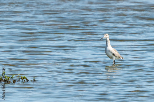 Female Road Runner in the grass sunny day