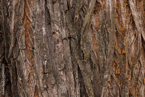 Rough tree bark with deep cracks and natural textures.