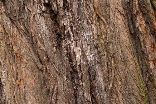 Rough tree bark with deep cracks and natural textures.