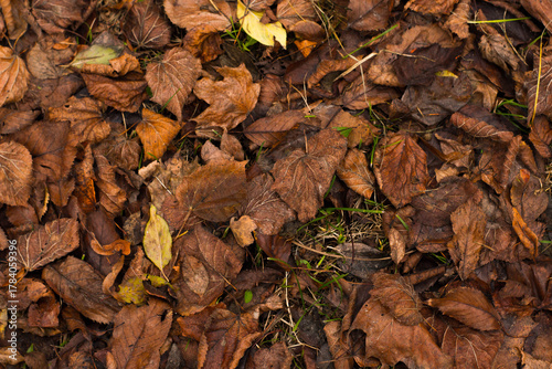 Golden autumn leaves blanket the ground in a sun-drenched park, creating a warm, inviting scene of seasonal beauty and tranquility.