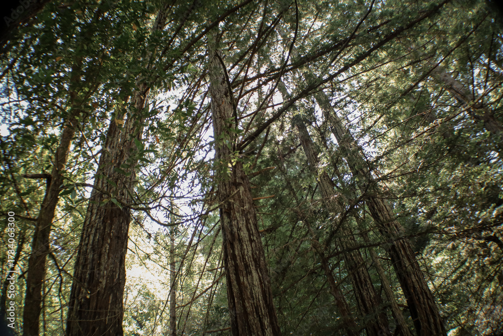 Fototapeta premium Redwood Forest in Mendocino County, California