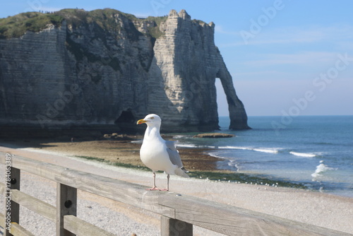 Mouette devant les falaises d'étretat en France
