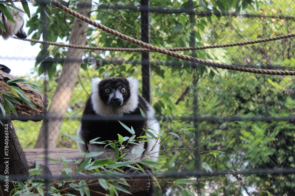 Obraz premium Lémur blanco y negro de ojos amarillos mirando fijamente a través de las rejas de su jaula en el zoológico, primates de Madagascar, conservación animal