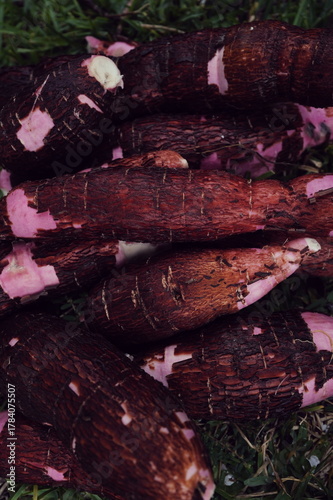 Photos Yucca, cassava, South American food staple that has a soft starchy white texture