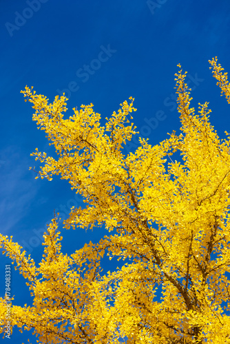 yellow autumn leaves against blue sky