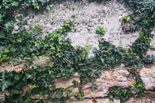 A wall covered in ivy and rocks