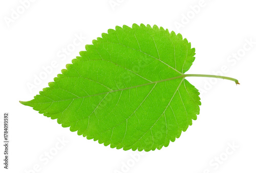 fresh green leaf isolated on white background