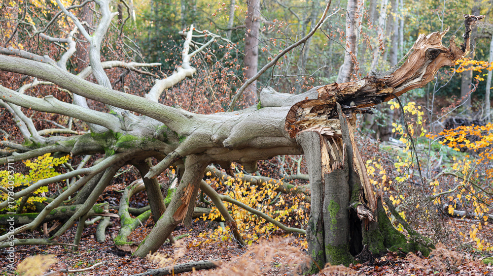 Fototapeta premium Fallen Old Tree with Large Broken Trunk and Twisted Branches on the Forest Floor in Autumn