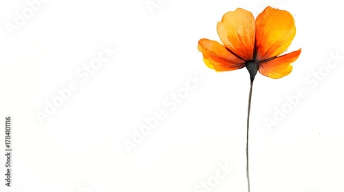 Single orange blossom depicted with delicate watercolor technique against stark white background