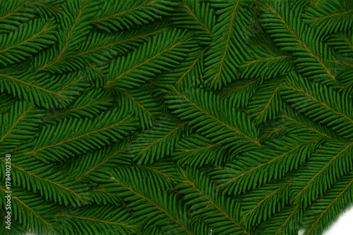 Lush green pine tree branches and needles forming a natural forest pattern, transparent background for design