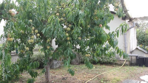 peach tree in a windy and rainy day
