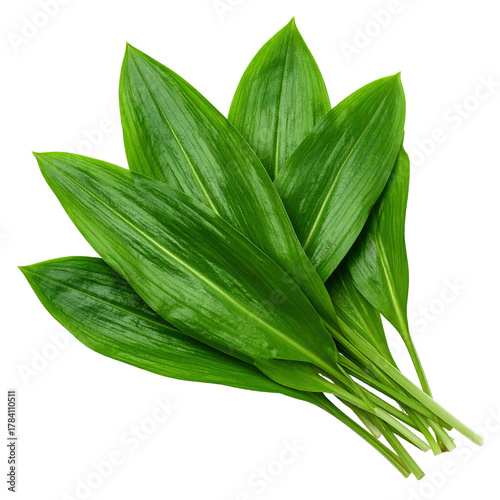 A vibrant bunch of fresh, green leaves, possibly wild garlic, clipart, isolated on a transparent background.