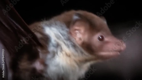 Close up of a bat against a black background detailed view