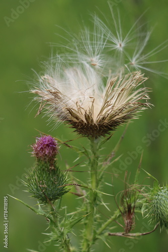Closeup of bull thistle in autumn