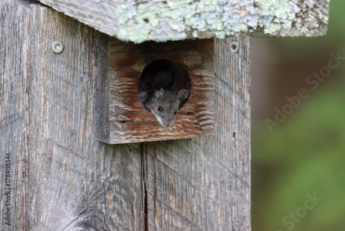 A little deer mouse peeking out of a birdhouse