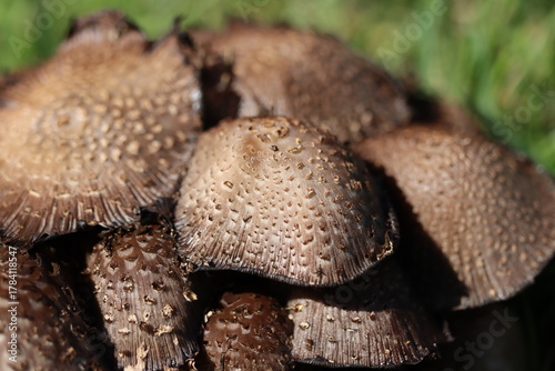 Closeup of ink cap mushrooms in autumn sunshine
