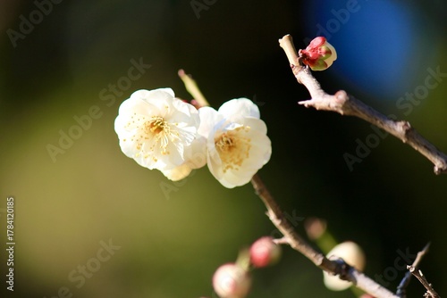 White plum blossoms in early spring
早春の白梅の花