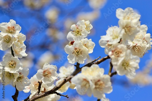 White plum blossoms against a clear blue sky
青空に映える白梅の花
