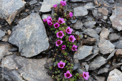 Photos Purple Saxifrage flowers growing between rocks