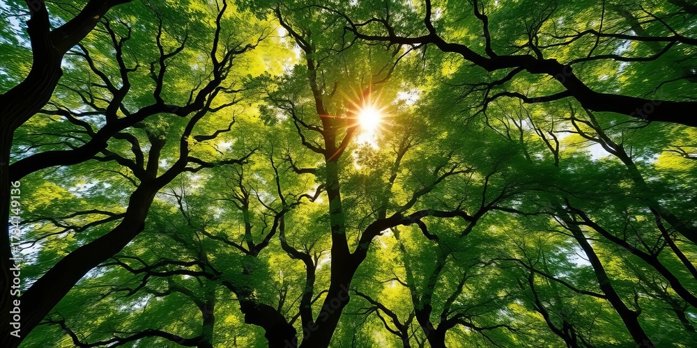 Obraz premium Emerald canopy bathed in golden sunlight, dappled light filters through ancient trees, dappled light, sunlight