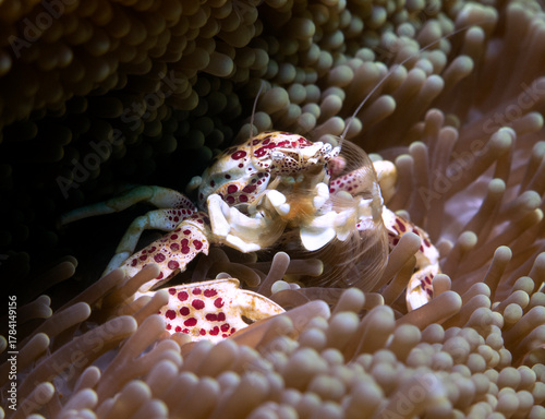 A Porcelain crab on anemone Boracay Island Philippines