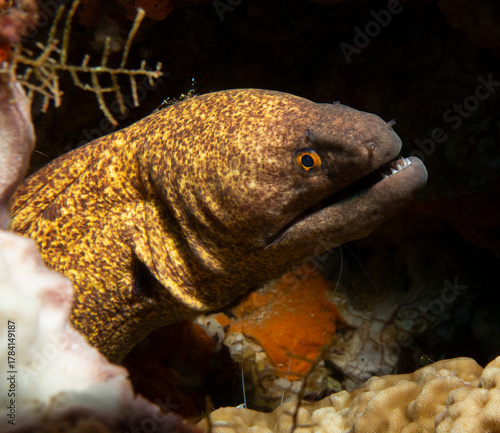 A Gymnothorax javanicus also known as Giant Moray Boracay Island Philippines