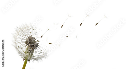 A mesmerizing composition captures a dandelion clock releasing its seeds into the wind, isolated on transparent background, symbolizing dispersal, new beginnings, and the transient beauty of nature