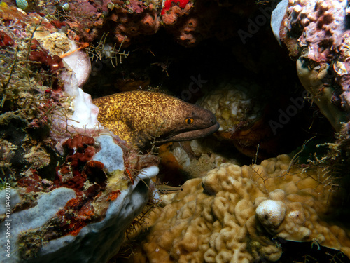 A Gymnothorax javanicus also known as Giant Moray Boracay Island Philippines