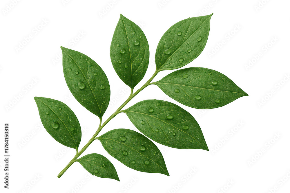 Fototapeta premium Green leaves branch with fresh water drops transparent background showing nature vitality and renewal