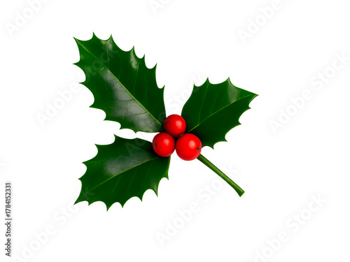 Christmas Holly Plant on Transparent Background Green Leaves and Red Berries