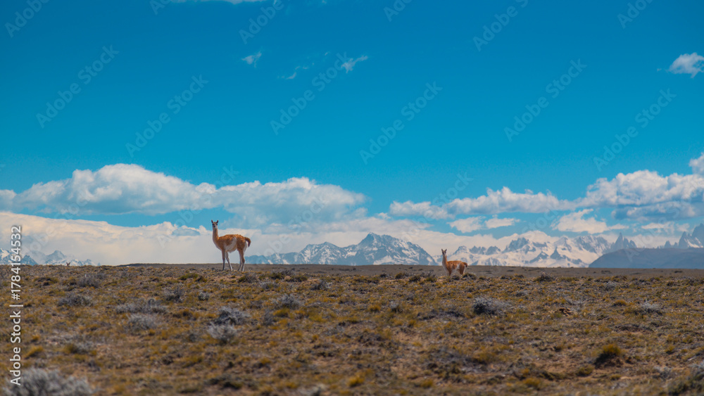 Obraz premium Guanaco Lamas in the plains of Patagonia wiht Andes mountains in background