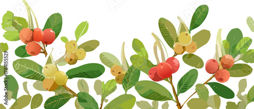 Carissa Carandas as a Subject for Botanical Study: An Accurate Vector Graphic for Educational Purposes, Fostering a Deeper Understanding of Tropical Plant Morphology and Ecology.