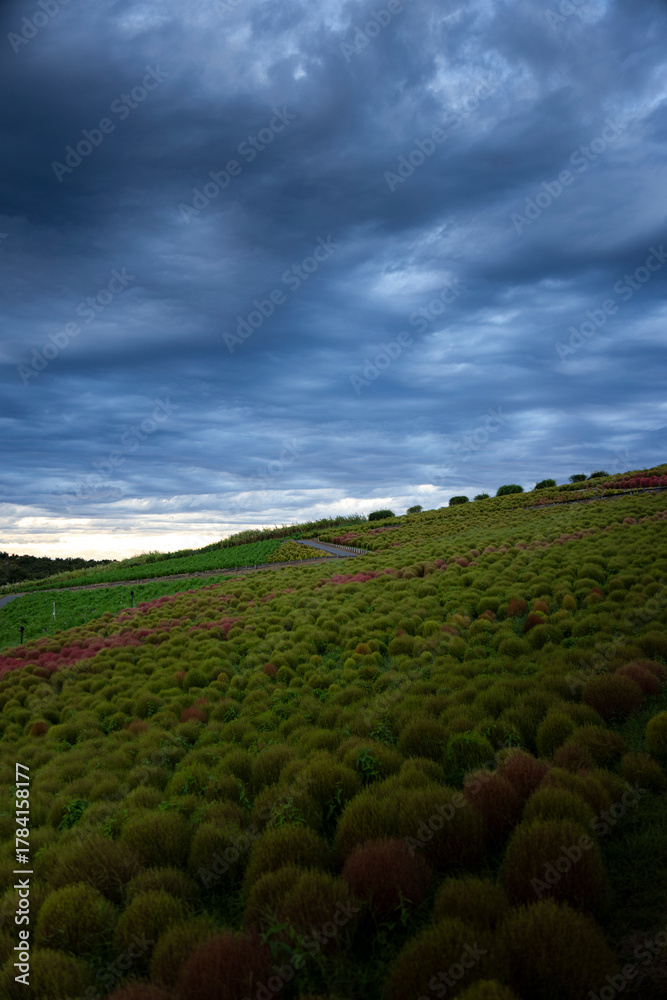 custom made wallpaper toronto digitalコキア