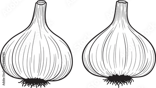 Two garlic bulbs silhouette illustration
