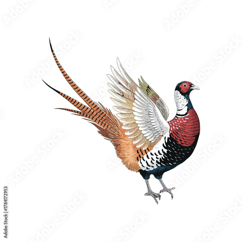 Colorful vector illustration of a flying pheasant with open wings and long tail feathers
