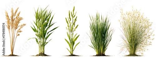 Five different types of grain stalks isolated on transparent background