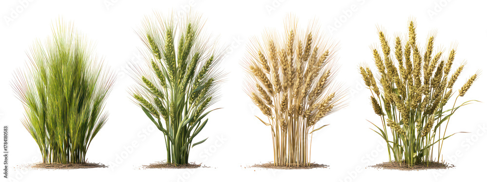Naklejka premium Four stalks of wheat at different stages of growth isolated on transparent background