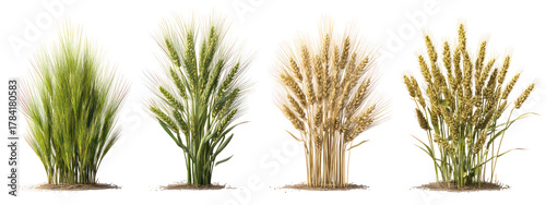 Four stalks of wheat at different stages of growth isolated on transparent background