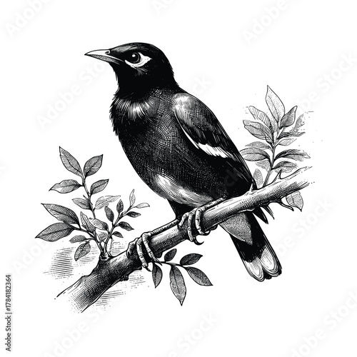 Detailed black and white vector drawing of a myna bird perched on a leafy branch
