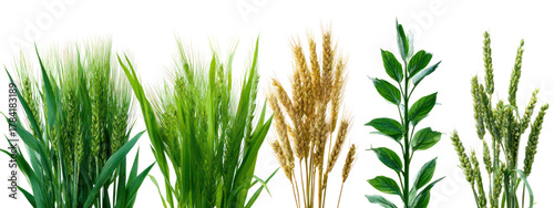Collection of different cereal grains and green leaves isolated on transparent background