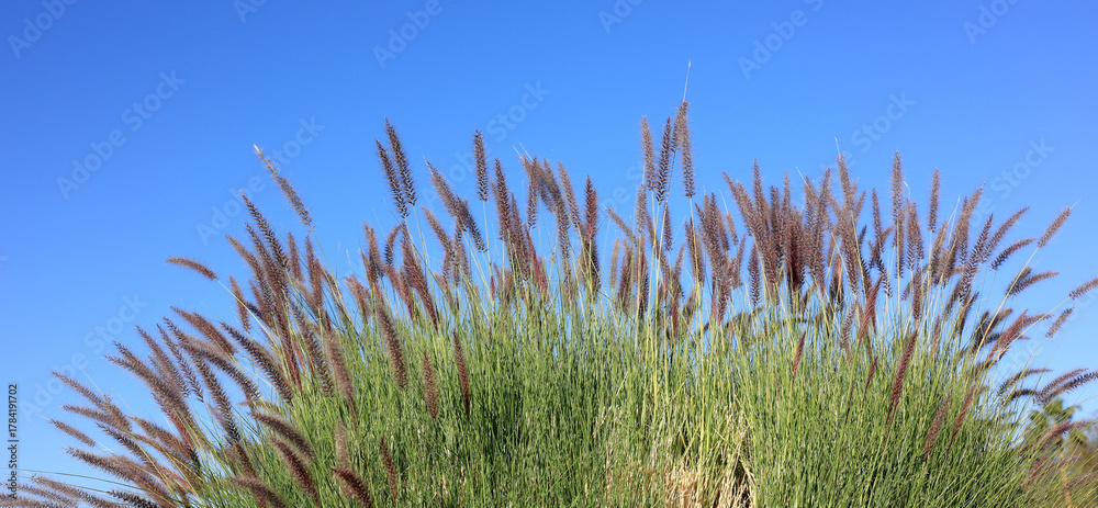 Εκτύπωση καμβά Closeup of bottlebrush-like flower spikes plumes of African fountain grass  (Pen