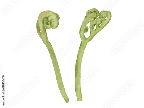 わらび　水彩　イラスト