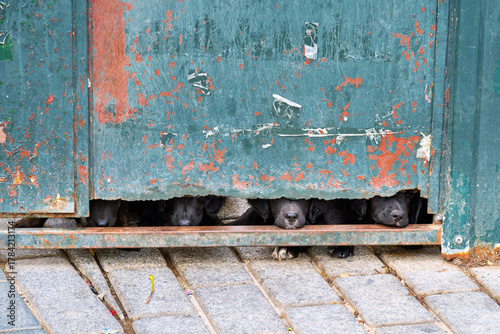 Canvas Print A group of black lab dogs poke their noses out of a crack in a weathered wall on a street in Istanbul, Turkey