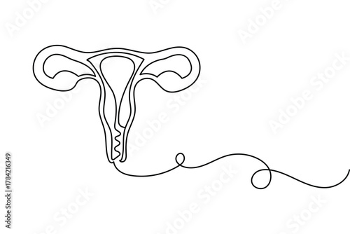 Uterus and ovary continuous line drawing medical anatomy design